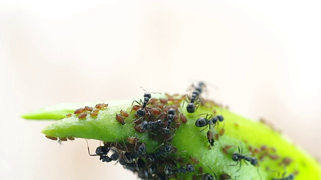 黑色蚂蚁覆盖蚜虫在植物梢上视频素材