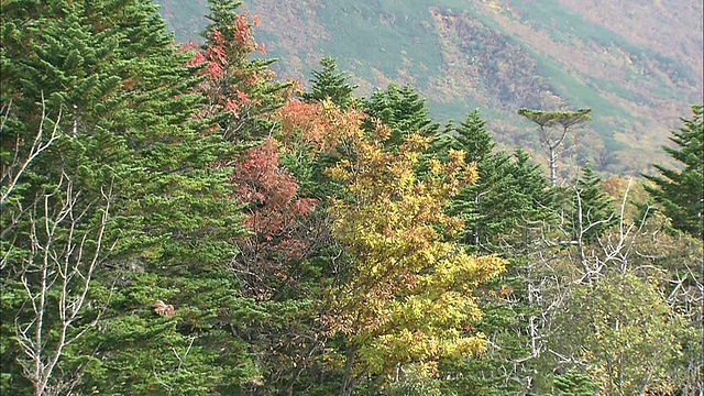 倾斜从湖面反射硫磺山和树木秋季植物视频素材