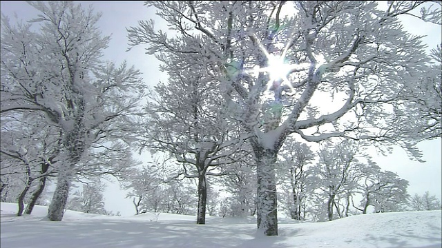 日本青森市秋田市白上山上的山毛榉树视频素材