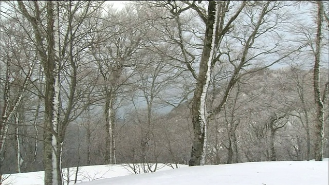 在日本青森秋田的白上山，潘穿过覆盖着积雪的山毛榉树离开了视频素材