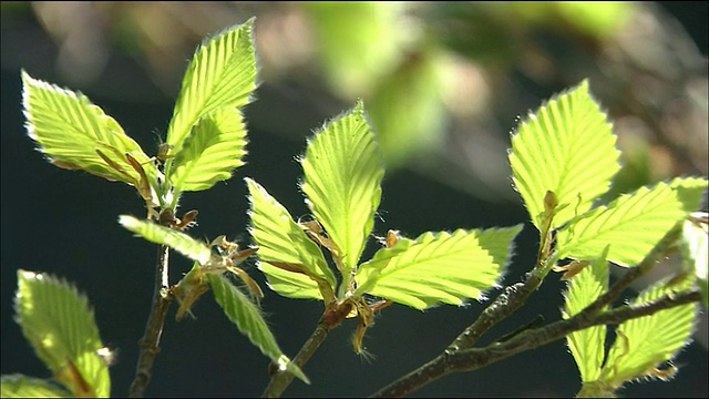 山毛榉的叶子，白上山，秋田，青森，日本视频素材