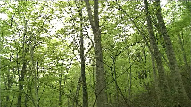 日本青森市秋田市白上山山毛榉林中留下的足迹视频素材