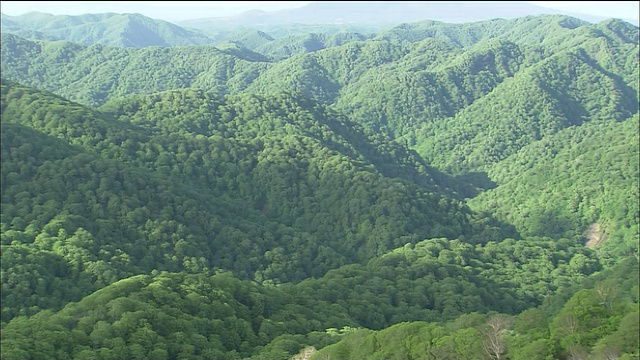 山毛榉林覆盖着白上山，秋田，青森，日本视频素材