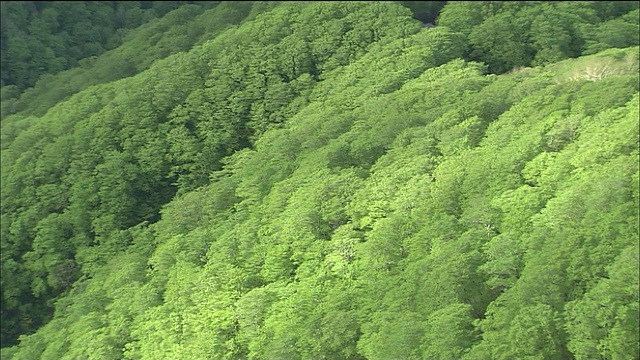 日本青森秋田，白上山，云影掠过山毛榉林视频素材