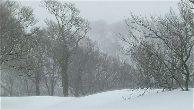 日本青森秋田，白上山，山毛榉林里的暴风雪视频素材