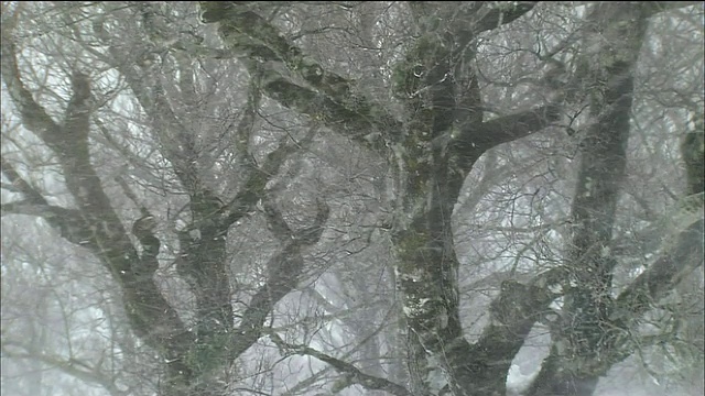 日本青森秋田，白上山，山毛榉林里的暴风雪视频素材