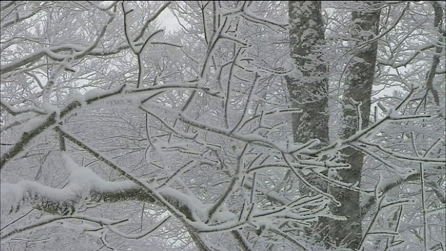 倾斜山毛榉树枝在雪，白上山，秋田，青森，日本视频素材