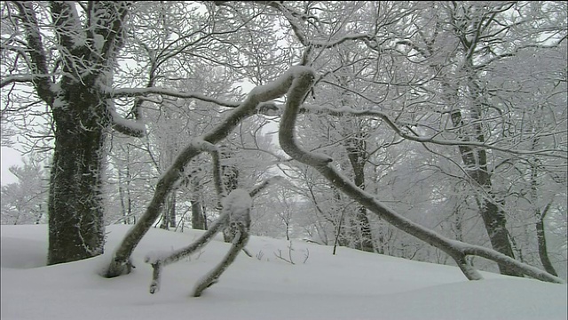 白雪覆盖的山毛榉林，白上山，秋田，青森，日本视频素材