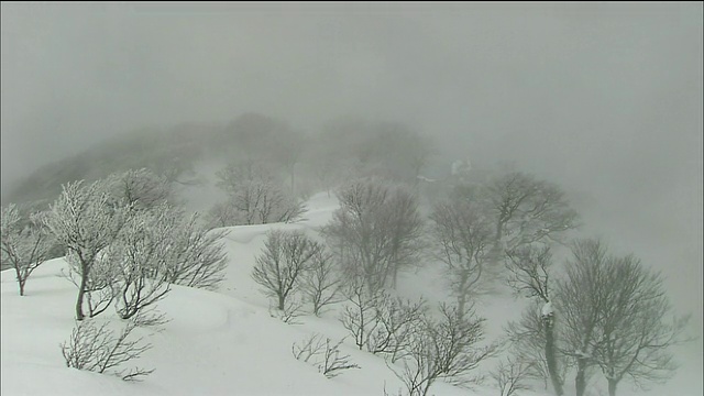 暴风雪中的山毛榉林，白上山，秋田，青森，日本视频素材