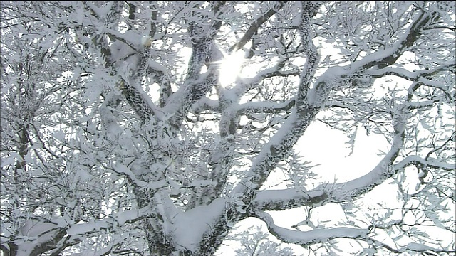 日本青森市秋田市，白上山，雪山覆盖的山毛榉树视频素材