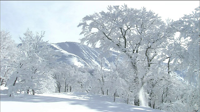 白雪覆盖的山毛榉树与山的背景，白上山，秋田，青森，日本视频素材