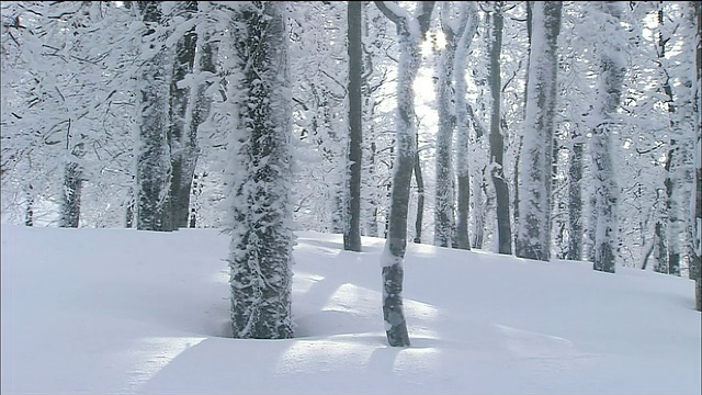 日本青森市秋田市，白上山，倾斜下被雪覆盖的山毛榉林视频素材