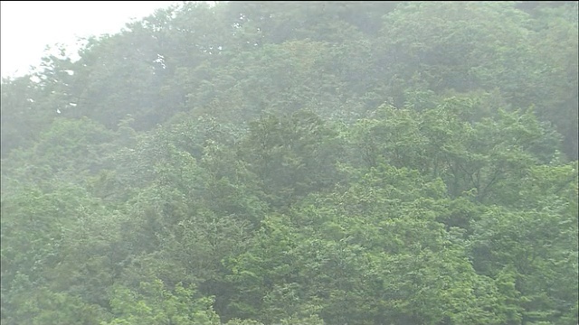 日本青森市秋田市白上山的山毛榉林下暴雨视频素材