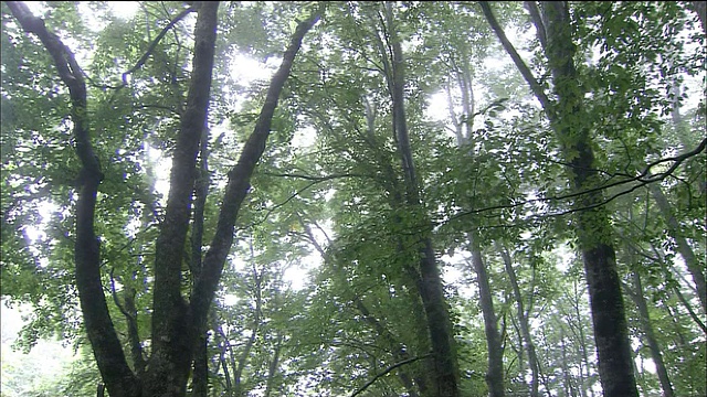 日本青森秋田，白上山，山毛榉林中暴雨视频素材