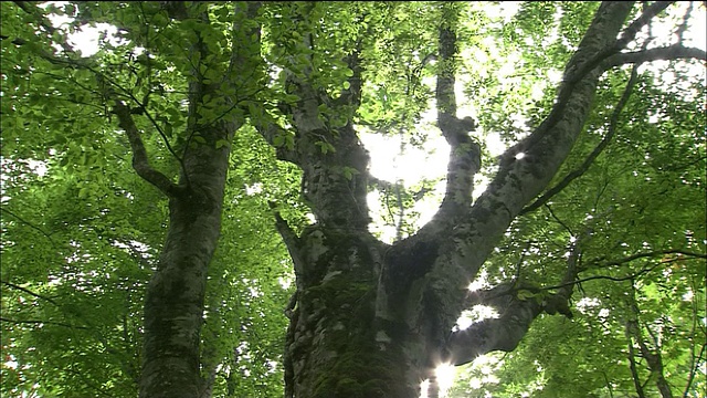 从山毛榉树，白上山，秋田，青森，日本视频素材