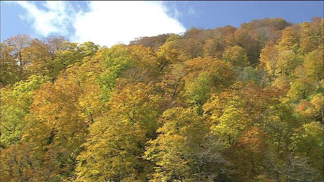 云经过秋天的山毛榉林地，白上山，秋田，青森，日本视频素材