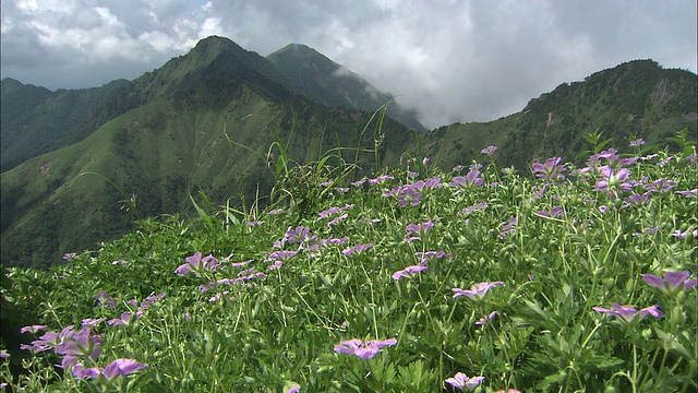 爱媛石冢山的田野里，紫色的花朵在微风中摇曳视频素材