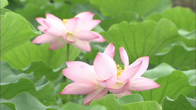 两朵盛开的荷花，日本视频素材