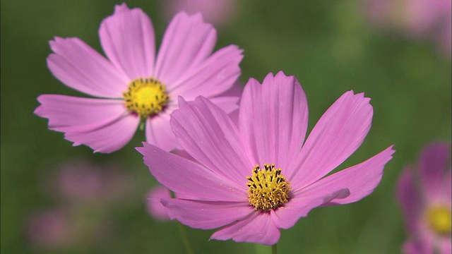 粉红色的宇宙花在和风中摇曳视频素材