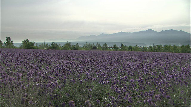 淡紫色的田野在微风中荡漾视频素材