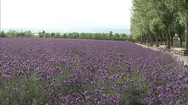 鹤从田野里摇曳的薰衣草花丛中升起视频素材