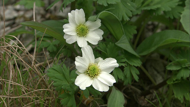 日本，森林地面上的菊花视频素材