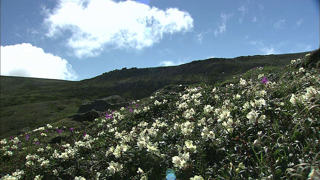 白色的杜鹃花生长在山腰，日本视频素材