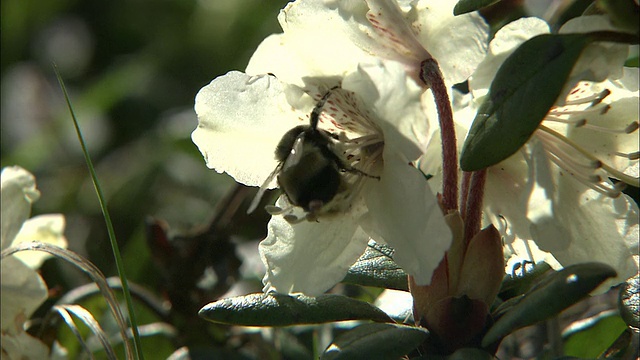 蜜蜂采集白色杜鹃花花粉，日本视频素材