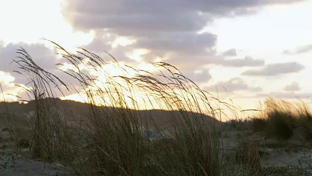 近景运动的一个小麦田在海滩I视频素材