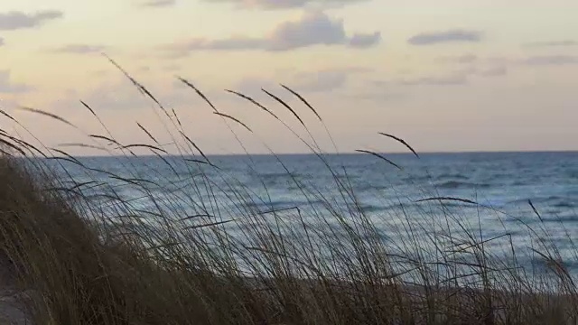 近景的小麦田在海滩II视频素材