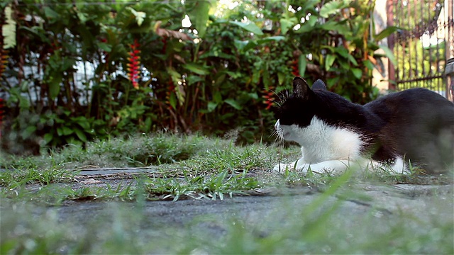 可爱的小猫在花园里的草地上休息，摄影视频素材