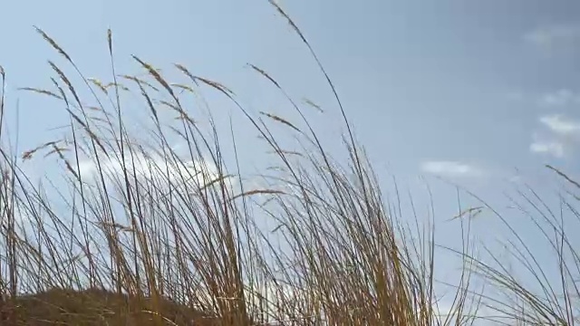 近景运动的小麦田在海滩VI视频素材