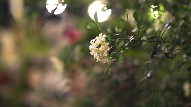 白色的茉莉花在夜晚的灯光下装点着美丽的花园。浪漫的场景视频素材