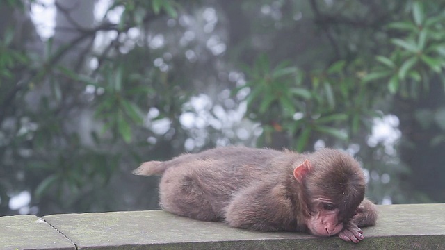 猴子视频素材