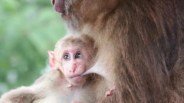 小猴子视频下载