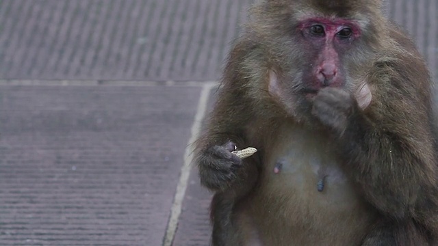 猴子视频下载