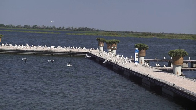 浮桥上的海鸥视频素材