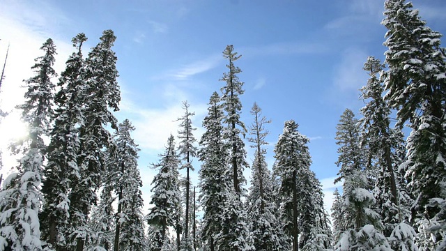 雪松时光流逝视频下载