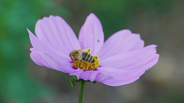 宇宙花上的蜜蜂视频素材