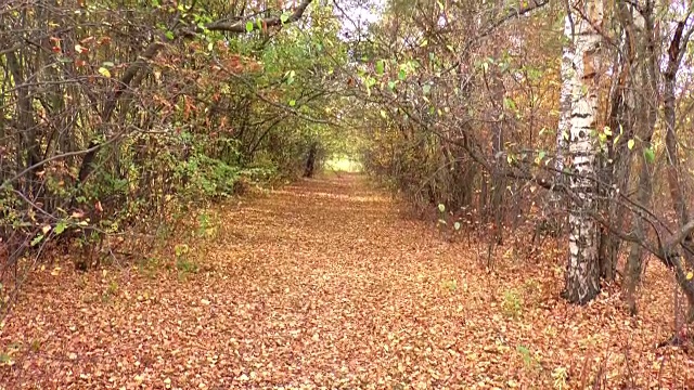 秋天的风景视频素材