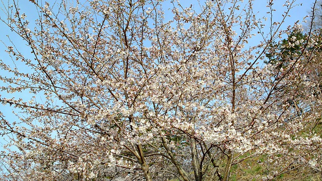 日本的樱花在春天盛开视频素材