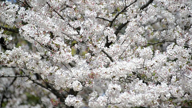 日本的樱花在春天盛开视频素材