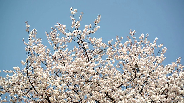 日本的樱花在春天盛开视频素材