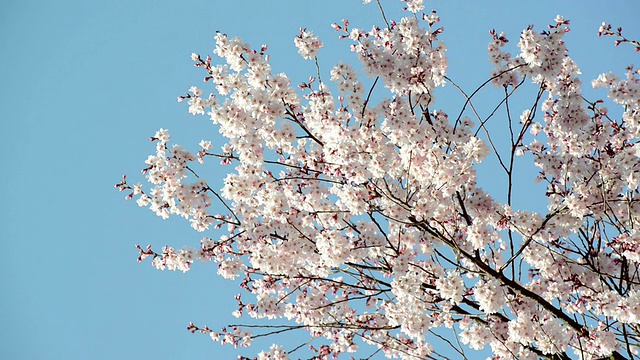 日本的樱花在春天盛开视频素材