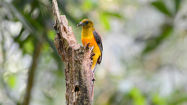 Orange-breasted咬鹃鸟视频素材