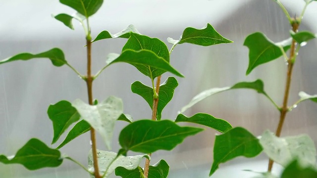 雨视频素材