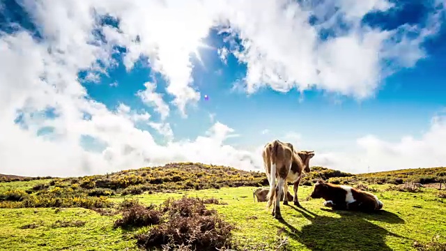 几头牛在高山里吃草视频素材