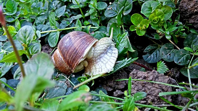 蜗牛在花园里吃叶子视频素材
