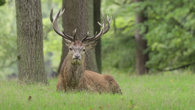 马鹿(Cervus elaphus)咆哮着视频素材