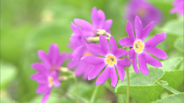 报春花的粉红色花视频素材